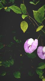 Close-up of purple flowers blooming outdoors