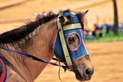 Close-up of a horse on the field