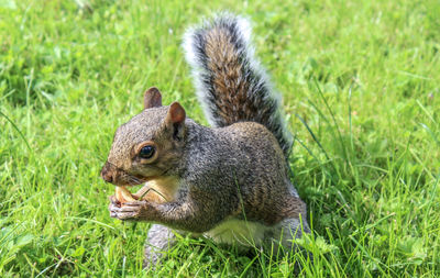 Squirrel on a field