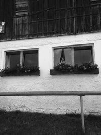 Cat on window