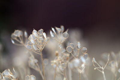 Close-up of white flowering plant on field