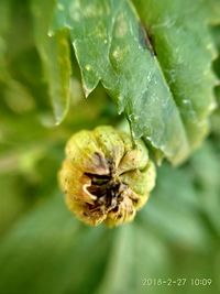 Close-up of plant