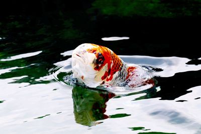 Close-up of fish swimming in lake