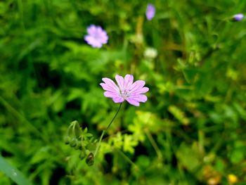 Close-up of purple flowering plant