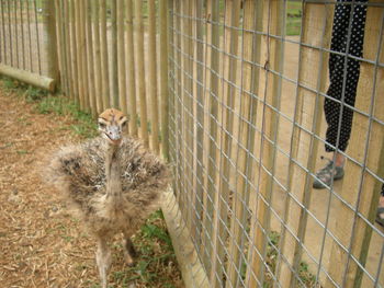 Close-up of ostrich in cage