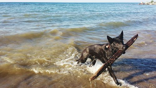 Dog in sea