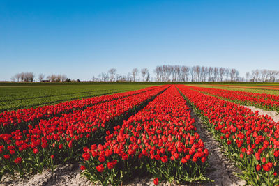 Red tulips in field against clear sky