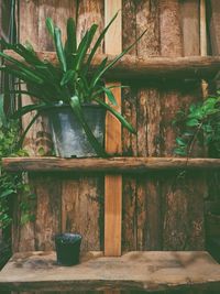 Close-up of potted plant against building