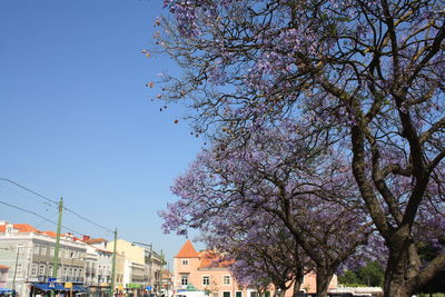 Low angle view of flowering tree and buildings against sky