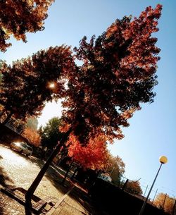 Low angle view of trees against clear sky