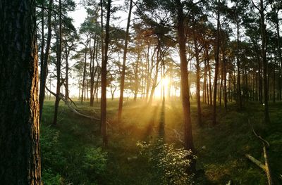 Sun shining through trees in forest