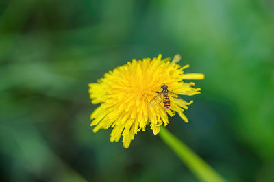 flowering plant