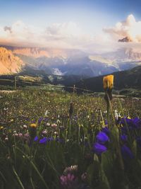 Purple flowering plants on land against sky