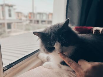 An image of persian male cat smell the human finger