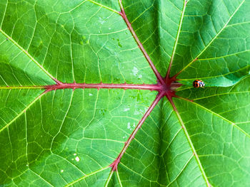 Full frame shot of leaf
