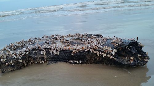 Close-up of log with barnacles on beach