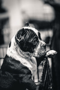 Close-up of a dog looking away