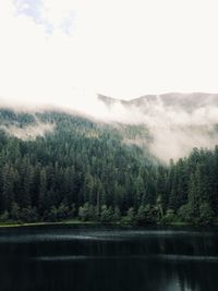 Scenic view of forest against sky