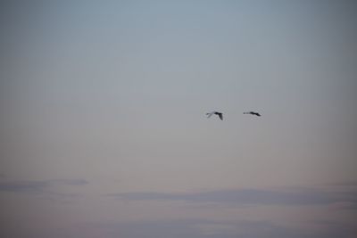 Low angle view of bird flying in sky