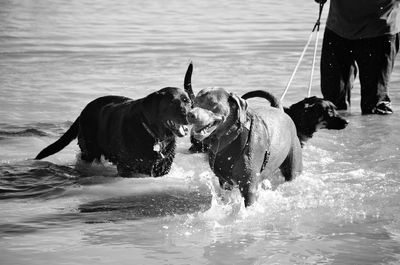 Dogs in sea