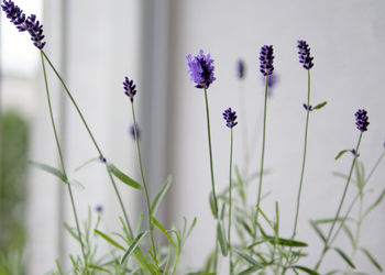 Close-up of purple flowering plants on field