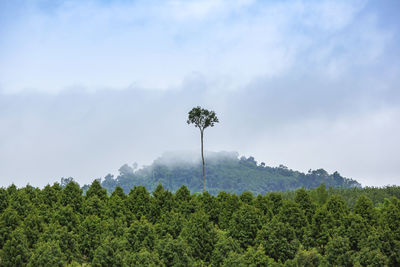 Plants growing on land against sky