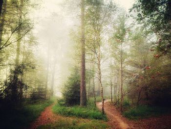 Dirt road amidst trees in forest