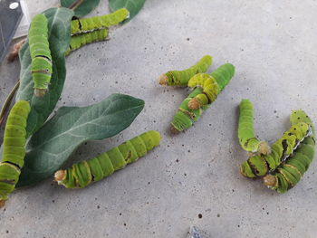 High angle view of caterpillar,big green worm and leaves on sand.