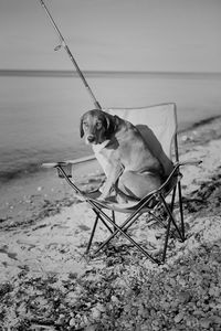 Dog on sand at shore