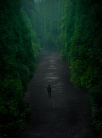 Rear view of man walking on road in forest