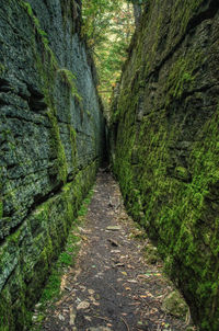 Narrow footpath amidst trees