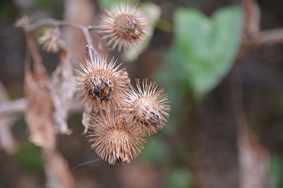 Close-up of thistle