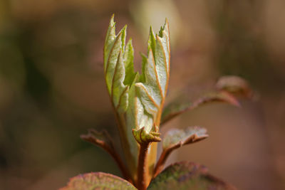 Close-up of plant