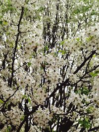 Flowers growing on tree