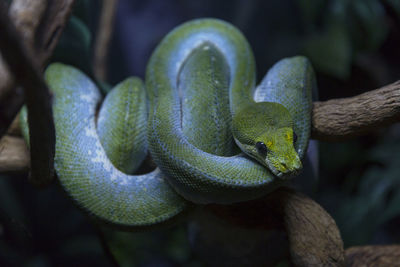 Green tree python