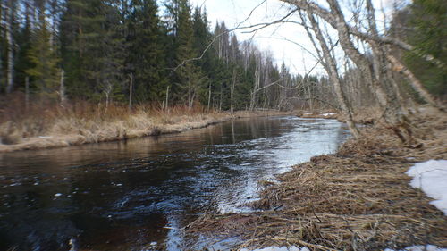 Scenic view of river stream amidst trees in forest