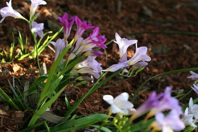 Close-up of white crocus flowers on field