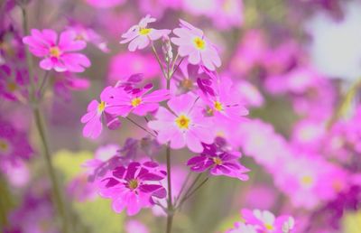 Close-up of pink flowers