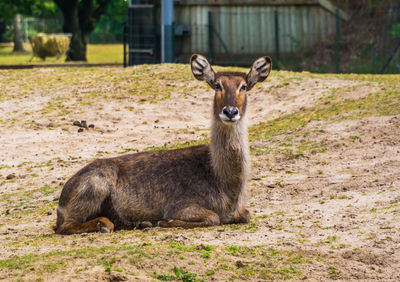 Portrait of deer in zoo