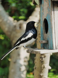 Close-up of bird carrying worm in mouth while perching on house