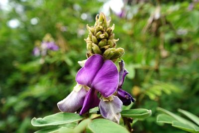 Close-up of purple flowers