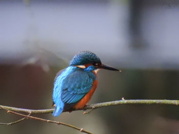 Bird perching on a branch