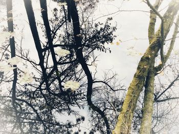 Low angle view of bare tree against sky