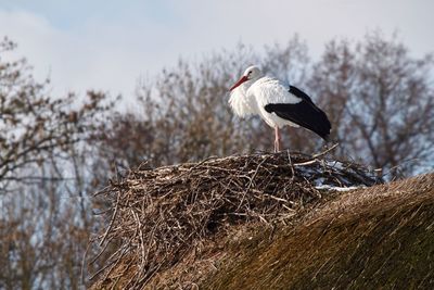 Bird perching on nest