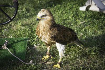 Close-up of a bird on field