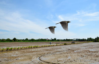 Beautiful view with two birds are flying on blue sky over farmland. life with freedom concept.