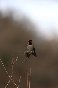 Close-up of bird flying against blurred background