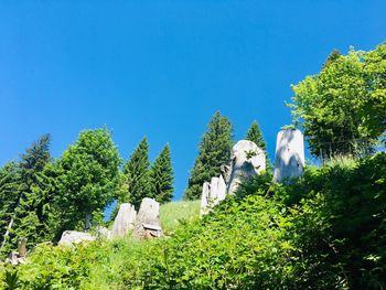 Low angle view of trees against clear blue sky