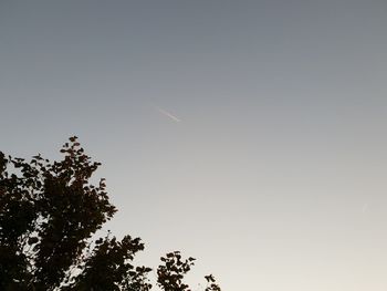 Low angle view of tree against clear sky