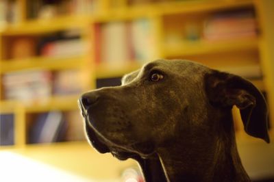 Close-up of dog looking away